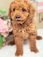Baby Girl Cavapoo F1B, a female Cavapoo and Poodle - Toy  for sale in Foley, AL – Photo 3 of 5