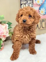 Baby Girl Cavapoo F1B, a female Cavapoo and Poodle - Toy  for sale in Foley, AL – Photo 5 of 5
