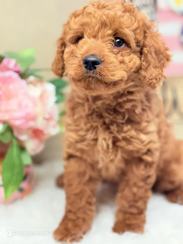 Baby Girl Cavapoo F1B – Cavapoo, Poodle - Toy  puppy for sale in Foley, AL