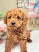 Baby Girl Cavapoo F1B, a female Cavapoo and Poodle - Toy  for sale in Foley, AL – Photo 4 of 5