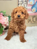 Baby Girl Cavapoo F1B, a female Cavapoo and Poodle - Toy  for sale in Foley, AL – Photo 2 of 5