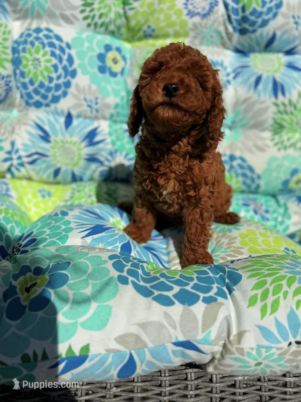 Roxie – Cavapoo, Poodle - Toy  puppy for sale in Foley, AL