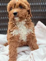 Poppy Cavapoochon Teddy Female Ruby, a female Cavapoo for sale in Foley, AL – 6 of 6