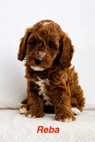 Reba Ruby Tuxedo Small, a female Cavapoo and Poodle - Toy  for sale in Foley, AL – 1 of 1