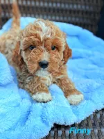 Finny Tuxedo Cavapoochon Male Forever Teddy, a male Cavapoo for sale in Foley, AL – 1 of 4