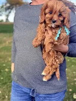 Gorgeous Gunner Ruby White Cavapoo Puppy F1, a male Cavapoo and Cavalier King Charles Spaniel for sale in Foley, AL – 2 of 3