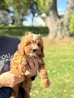 Baby Girl, a female Cavapoo and Cavalier King Charles Spaniel for sale in Foley, AL – 2 of 3