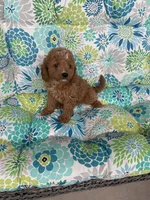 Daisey F1B Cavapoo, a female Cavapoo for sale in Foley, AL – 3 of 4