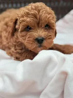 Minnie Ruby Cavapoochon Female Forever Teddy, a female Cavapoo for sale in Foley, AL – 3 of 4