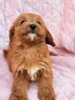 Ginger Ruby F1B Cavapoo Puppy, a female Cavapoo and Poodle - Toy  for sale in Foley, AL – 3 of 3