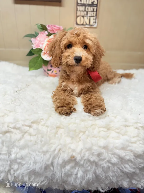 Henry Forever Puppy Toy