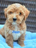 Ziggy Male Cavapoochon Forever Teddy, a male Cavapoo for sale in Foley, AL – 1 of 4