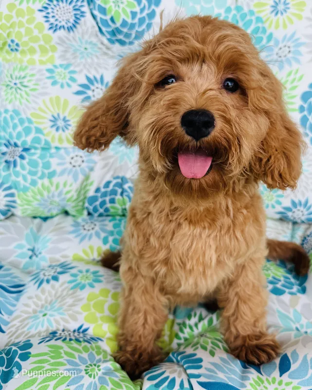 Banks Foundation Training – Cavapoo puppy for sale in Foley, AL