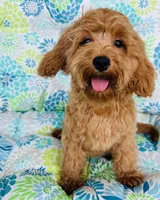 Banks Foundation Training, a male Cavapoo for sale in Foley, AL – 1 of 2