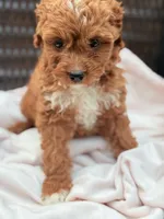 Poppy Cavapoochon Teddy Female Ruby, a female Cavapoo for sale in Foley, AL – 4 of 6