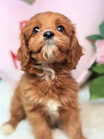 Duke, a male Cavapoo and Poodle - Toy  for sale in Foley, AL – Photo 3 of 3