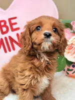 Duke, a male Cavapoo and Poodle - Toy  for sale in Foley, AL – Photo 2 of 3