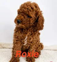Roxie, a female Cavapoo and Poodle - Toy  for sale in Foley, AL – 1 of 1