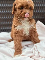 Poppy Cavapoochon Teddy Female Ruby, a female Cavapoo for sale in Foley, AL – 3 of 6