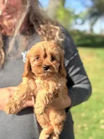Jazzie Female Adorable Cavapoo F1, a female Cavapoo and Cavalier King Charles Spaniel for sale in Foley, AL – 2 of 4
