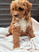 Poppy Cavapoochon Teddy Female Ruby, a female Cavapoo for sale in Foley, AL – 5 of 6