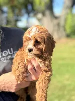 Baby Girl, a female Cavapoo and Cavalier King Charles Spaniel for sale in Foley, AL – 3 of 3