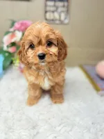 Kirby, a male Cavapoo for sale in Foley, AL – Photo 2 of 3