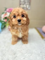 Kirby, a male Cavapoo for sale in Foley, AL – Photo 1 of 3