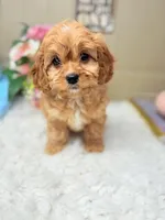 Kirby, a male Cavapoo for sale in Foley, AL – Photo 3 of 3