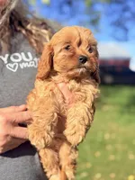 Jazzie Female Adorable Cavapoo F1, a female Cavapoo and Cavalier King Charles Spaniel for sale in Foley, AL – 3 of 4