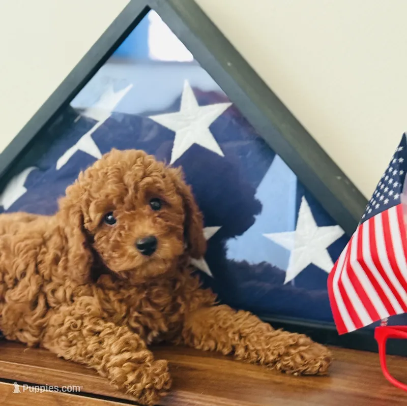 Roxie – Cavapoo, Poodle - Toy  puppy for sale in Foley, AL