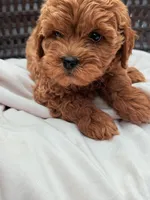Minnie Ruby Cavapoochon Female Forever Teddy, a female Cavapoo for sale in Foley, AL – 4 of 4
