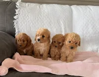 Bella Cavapoo F1B, a female Cavapoo and Poodle - Toy  for sale in Foley, AL – 2 of 2