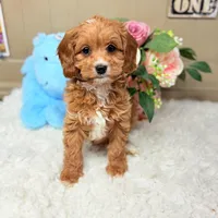 Finnegan HOLD, a male Cavapoo for sale in Foley, AL – Photo 4 of 4