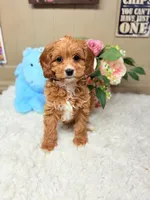 Finnegan, a male Cavapoo for sale in Foley, AL – Photo 4 of 4