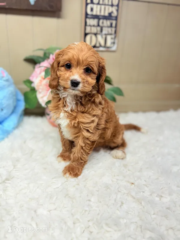 Finnegan, a male Cavapoo for sale in Foley, AL – Photo 1 of 4