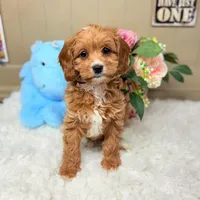 Finnegan HOLD, a male Cavapoo for sale in Foley, AL – Photo 2 of 4