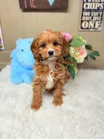 Finnegan, a male Cavapoo for sale in Foley, AL – Photo 2 of 4