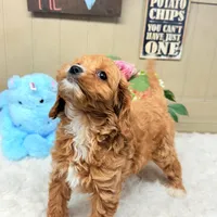 Finnegan HOLD, a male Cavapoo for sale in Foley, AL – Photo 3 of 4