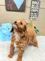 Finnegan, a male Cavapoo for sale in Foley, AL – Photo 3 of 4