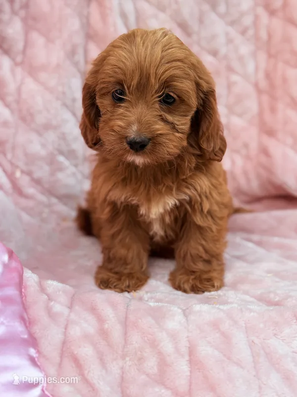 Ginger Ruby F1B Cavapoo Puppy – Cavapoo, Poodle - Toy  puppy for sale in Foley, AL