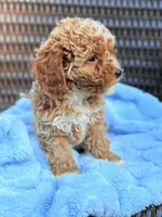 Finny Tuxedo Cavapoochon Male Forever Teddy, a male Cavapoo for sale in Foley, AL – 4 of 4