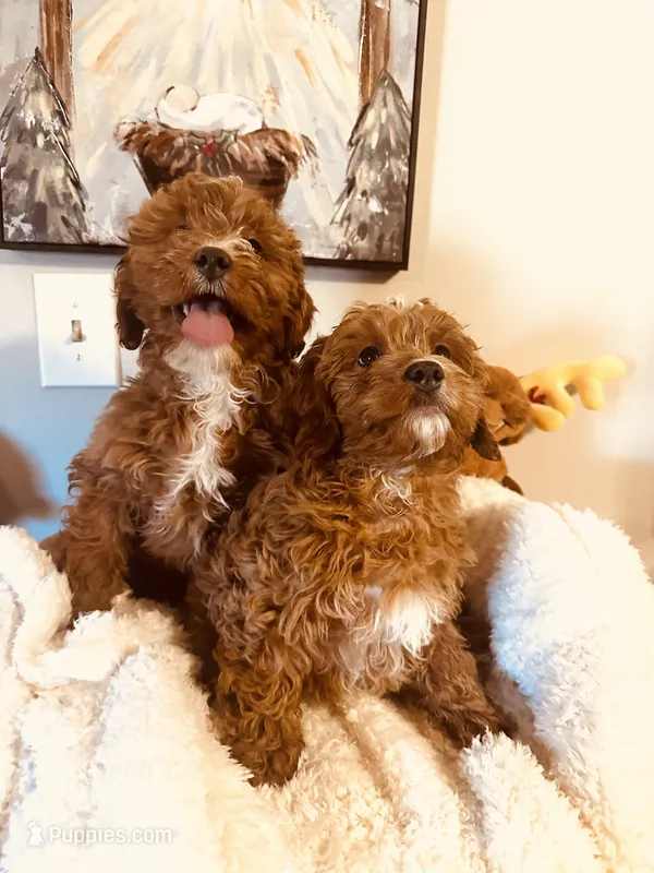 Kringle Ruby Babies, a male Cavapoo and Cavachon for sale in Foley, AL – Photo 1 of 4