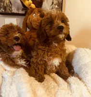 Kringle Ruby Babies, a male Cavapoo and Cavachon for sale in Foley, AL – Photo 2 of 4