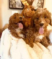Kringle Ruby Babies, a male Cavapoo and Cavachon for sale in Foley, AL – Photo 4 of 4