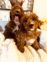 Kringle Ruby Babies, a male Cavapoo and Cavachon for sale in Foley, AL – Photo 3 of 4