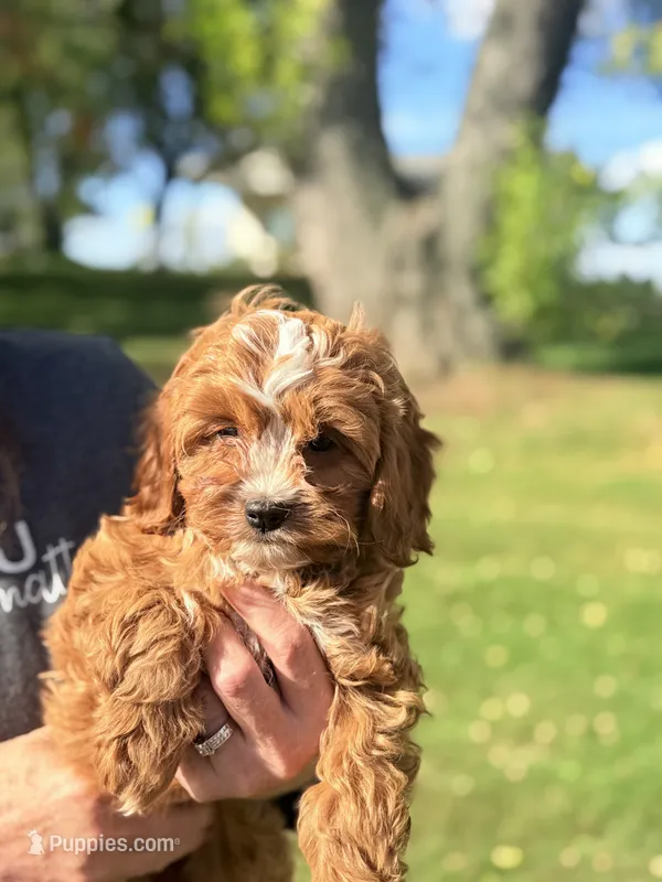 Baby Girl – Cavapoo, Cavalier King Charles Spaniel puppy for sale in Foley, AL