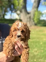 Baby Girl, a female Cavapoo and Cavalier King Charles Spaniel for sale in Foley, AL – 1 of 3