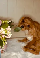 Ruby Rosie, a female Cavalier King Charles Spaniel for sale in Foley, AL – 1 of 1