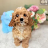 Tiny Baxter Cavapoo F1 4.5 lbs, a male Cavapoo for sale in Foley, AL – Photo 2 of 3